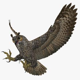 Bubo Virginianus 'Great Horned Owl'